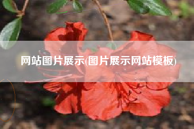 网站图片展示(图片展示网站模板)