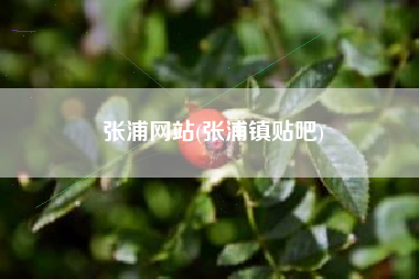 张浦网站(张浦镇贴吧)