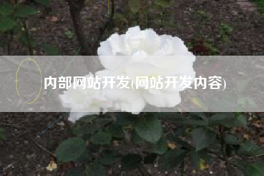 内部网站开发(网站开发内容)
