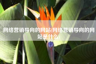 网络营销导向的网站(网络营销导向的网站是什么)