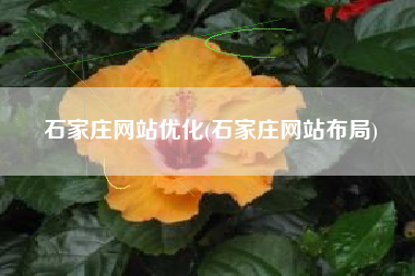 石家庄网站优化(石家庄网站布局)