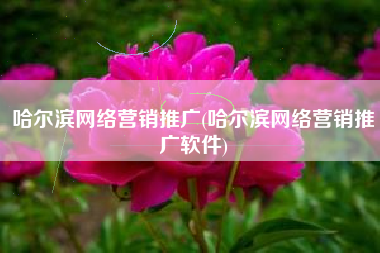 哈尔滨网络营销推广(哈尔滨网络营销推广软件)
