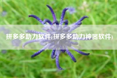 拼多多助力软件(拼多多助力神器软件)