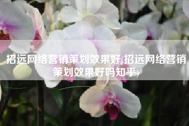 招远网络营销策划效果好(招远网络营销策划效果好吗知乎)