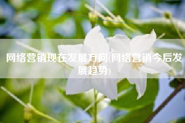 网络营销现在发展方向(网络营销今后发展趋势)