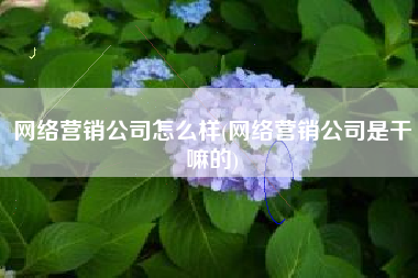 网络营销公司怎么样(网络营销公司是干嘛的)