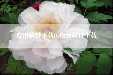 应用软件下载(tv应用软件下载)