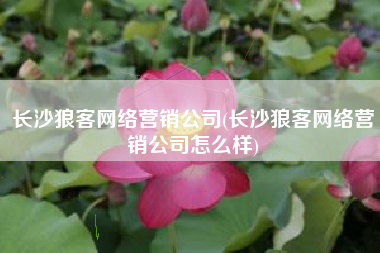 长沙狼客网络营销公司(长沙狼客网络营销公司怎么样)