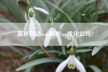 嘉兴网站seo(嘉兴seo优化公司)
