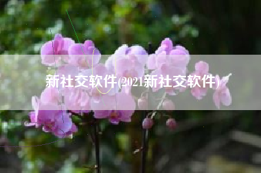 新社交软件(2021新社交软件)