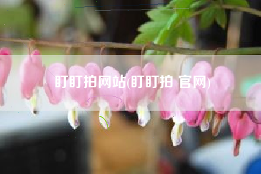 盯盯拍网站(盯盯拍 官网)