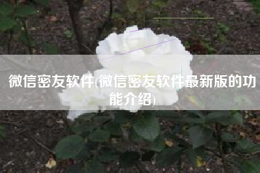 微信密友软件(微信密友软件最新版的功能介绍)
