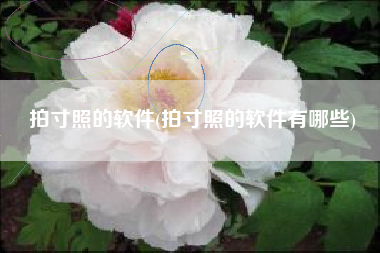 拍寸照的软件(拍寸照的软件有哪些)