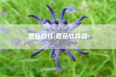 蘑菇软件(蘑菇软件园)