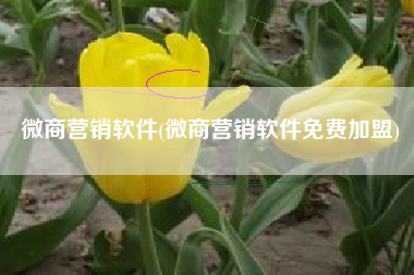 微商营销软件(微商营销软件免费加盟)