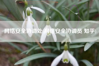 网络安全协调处(网络安全协调员 知乎)