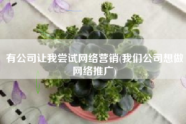 有公司让我尝试网络营销(我们公司想做网络推广)