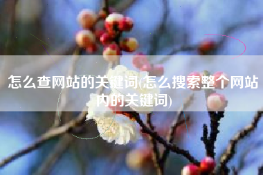 怎么查网站的关键词(怎么搜索整个网站内的关键词)