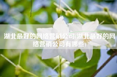 湖北最好的网络营销公司(湖北最好的网络营销公司有哪些)