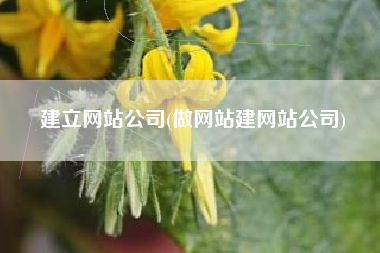 建立网站公司(做网站建网站公司)